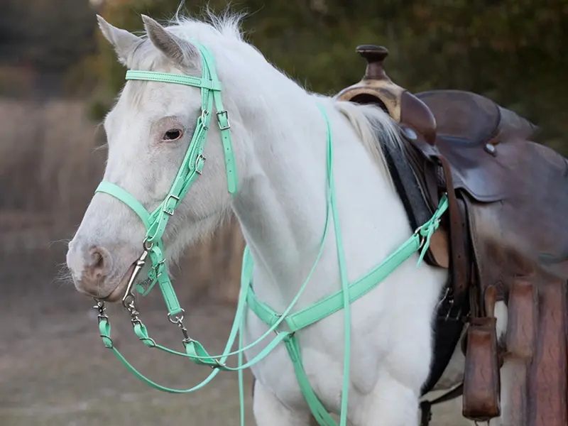 Heavy-duty webbing for equestrian equipment