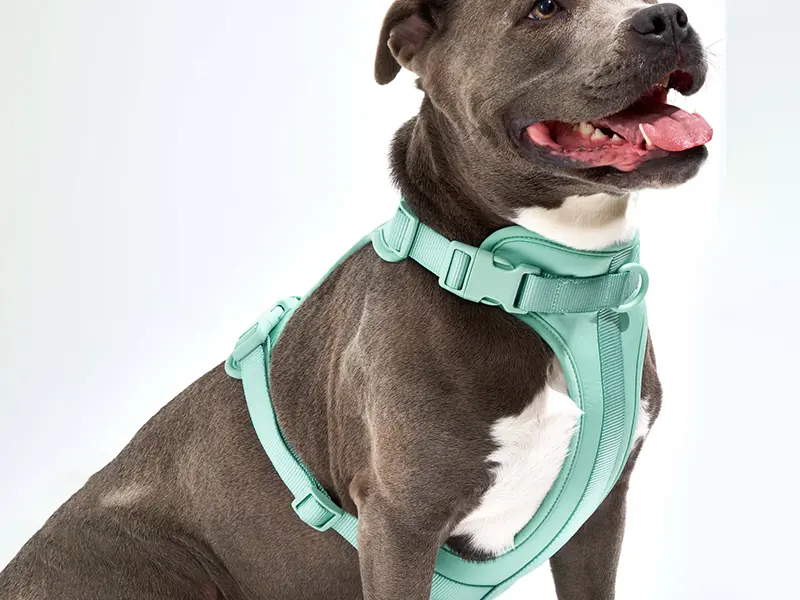 Webbing for comfortable dog harnesses