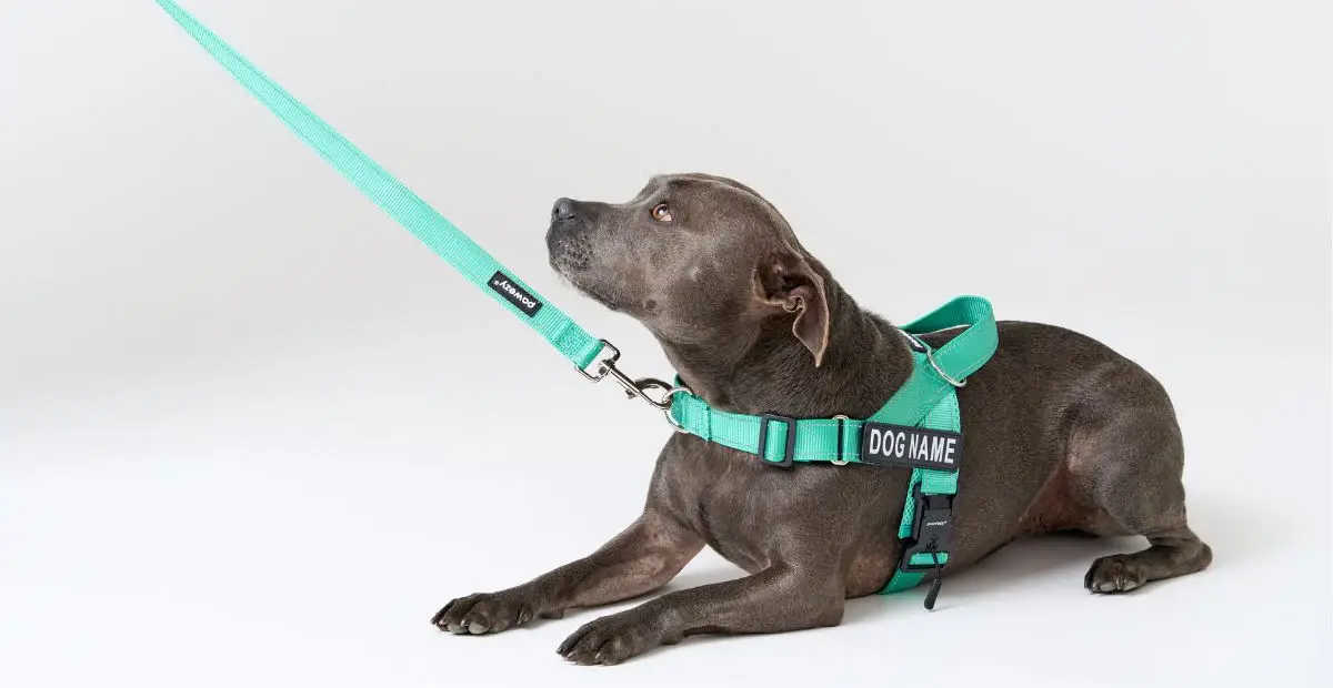 A dog with nylon leash and collar.